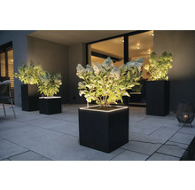 Außenaufnahme von beleuchteten Pflanzgefäßen mit Pflanzen auf einer Terrasse