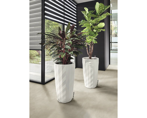 Zwei Zimmerpflanzen in weißen Pflanzgefäßen im Innenbereich