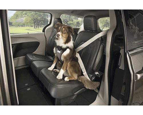 Hund mit Hundegeschirr und Sicherheitsgurt im Fahrzeug