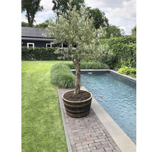 Olivenbaum in einem Holzfass am Pool im Garten.