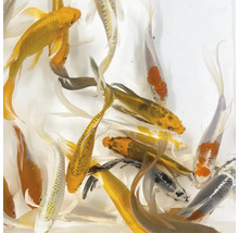 Mehrere Kois im Wasser