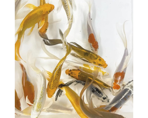 Mehrere Kois im Wasser