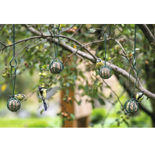 Meisenknödelhalter mit Vögeln im Garten