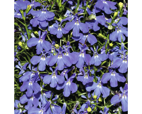 Nahaufnahme von blauen Lobelienblüten