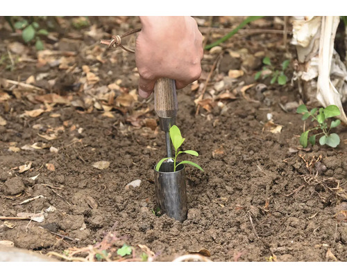 Eine Person pflanzt eine kleine Pflanze mit einem Pflanzholz in den Boden.