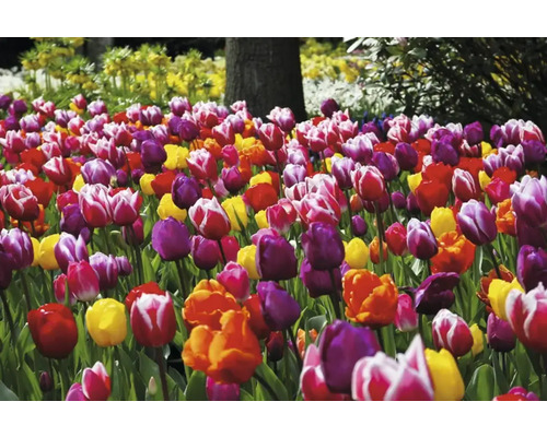 Feld mit farbenfrohen Tulpen im Garten