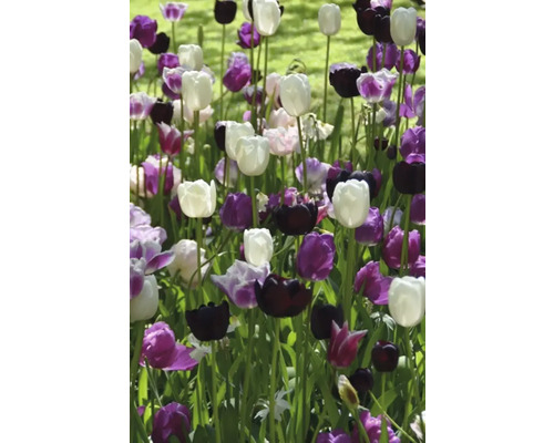 Blumenbeet mit weißen, violetten und schwarzen Tulpen