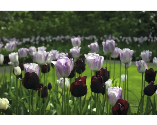 Feld mit lila und schwarzen Tulpen