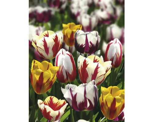 Feld mit verschiedenen Tulpensorten