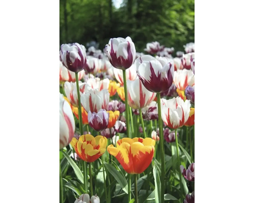 Feld mit verschiedenen Tulpensorten