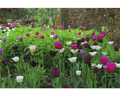Tulpenbeet im Garten mit verschiedenen Farben und Größen