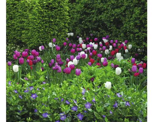 Blumenbeet mit Tulpen und Immergrün