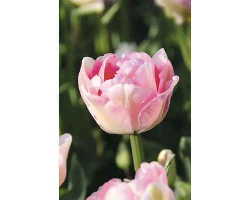 Nahaufnahme einer gefüllten Tulpenblüte im Garten