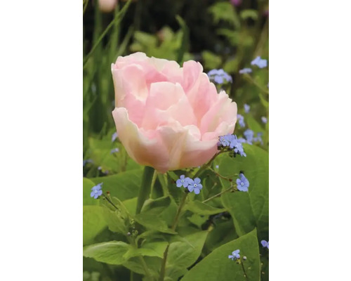 Nahaufnahme einer einzelnen, zartrosa Tulpe im Garten.