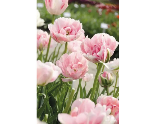 Nahaufnahme von rosa gefüllten Tulpen im Garten.