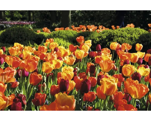 Feld mit Tulpen im Garten