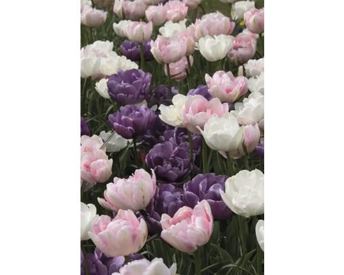 Nahaufnahme von rosa, lila und weißen Tulpen in einem Garten.