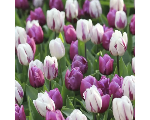 Feld mit violetten und gestreiften Tulpen