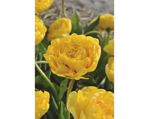 Gelbe Tulpenblüte im Garten