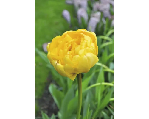 Gelbe Tulpe im Garten