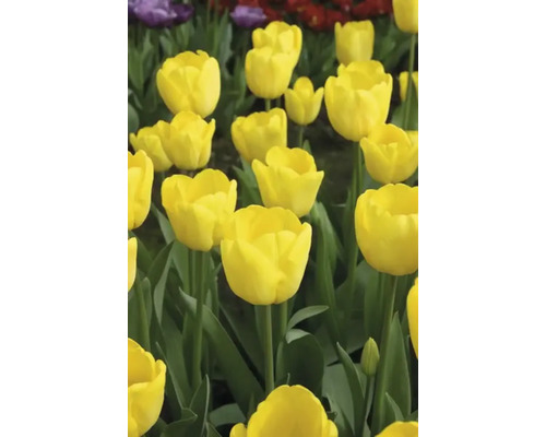 Nahaufnahme von gelben Tulpen im Gartenbeet.