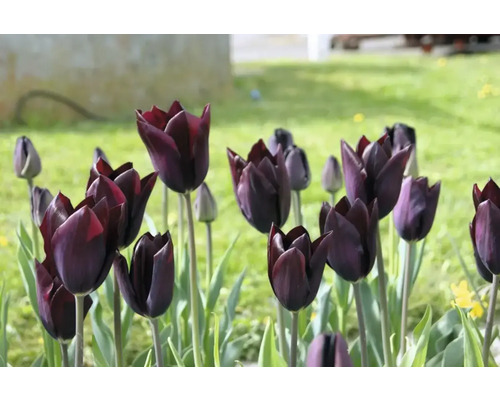 Nahaufnahme von dunkel gefärbten Tulpen im Garten.
