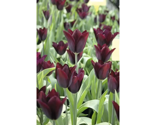 Feld mit dunklen Tulpen