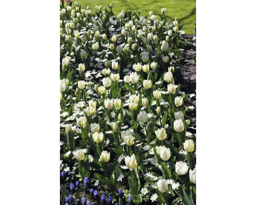 Beet mit weißen Tulpen und Gänseblümchen