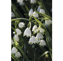 Nahaufnahme von Märzenbechern mit weißen Blüten und grünen Stielen