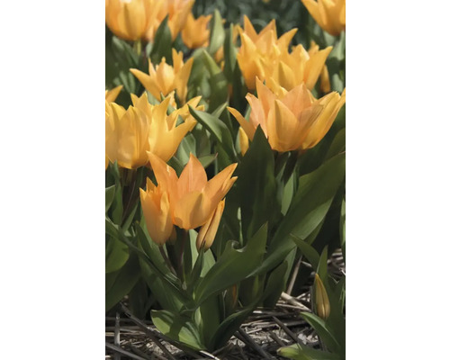 Gelbe Tulpen mit grünen Blättern im Beet