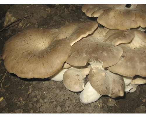 Austernpilze auf dem Boden