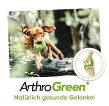 ArthroGreen Produktbild mit springendem Hund und Darstellung eines Gelenks