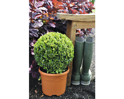 Kugelbuxbaum in Pflanztopf mit Gummistiefeln und Holzbank im Garten