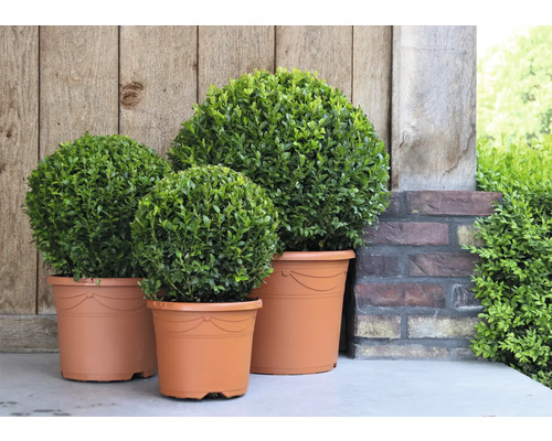 Drei Buchsbäume in Pflanzgefäßen vor einer Holzwand und einer Ziegelmauer