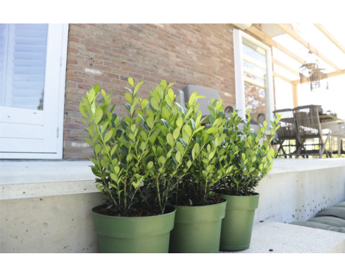 Drei grüne Buchsbaum Pflanzen in Töpfen auf einer Terrasse.