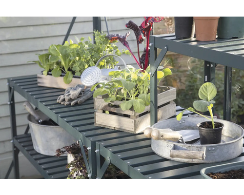 Gartenregal mit Pflanzen, Gießkanne und Gartengeräten in einem Gewächshaus.