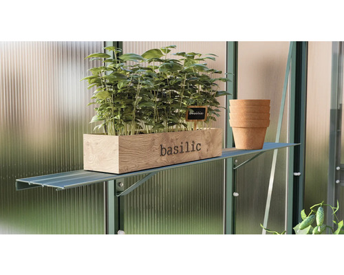 Basilikum in Holzkiste auf einem Regal im Gewächshaus