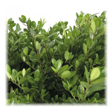 Im Bild ist eine Heckenpflanze mit dichtem, grünen Blattwerk zu sehen.