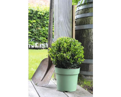 Kugelbuxbaum im Topf mit Spaten und Holzfass im Garten
