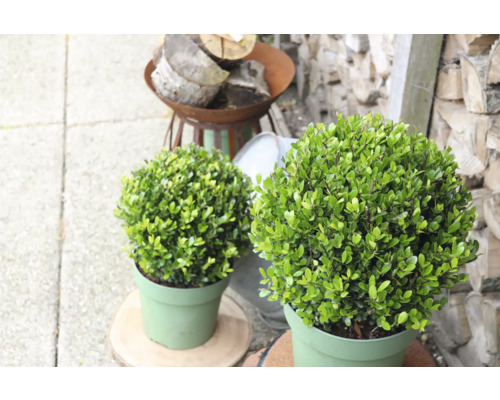 Zwei Buchsbaumkugeln in Töpfen für den Garten.