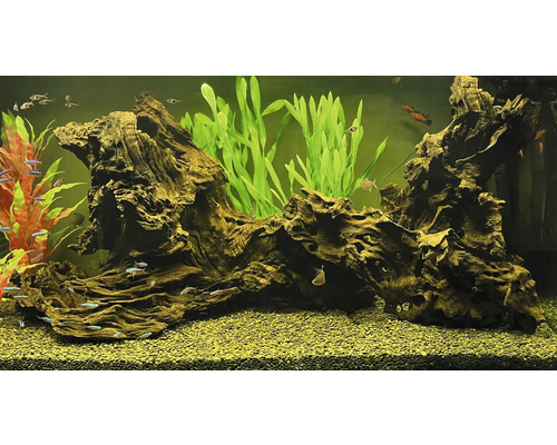 Aquarium mit Wurzelholzdekoration, Pflanzen und Fischen
