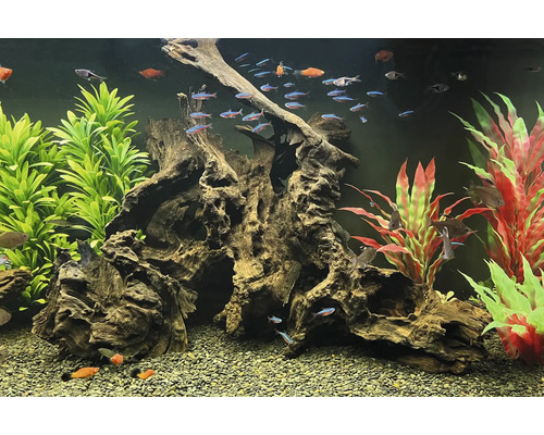 Aquarium mit Fischen, Wurzelholz und Pflanzen