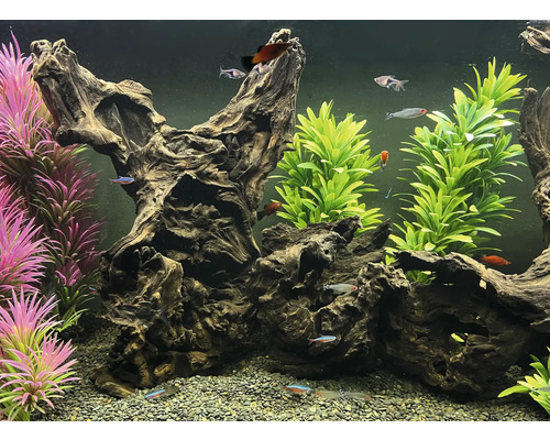 Aquarium mit Fischen, Dekorationen und Kies