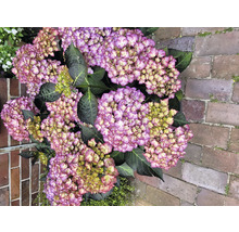 Nahaufnahme einer Hortensienblüte mit lila und weißen Blütenblättern und grünen Blättern.