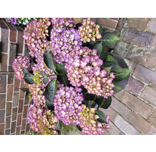 Nahaufnahme einer Hortensie im Topf mit lila Blüten