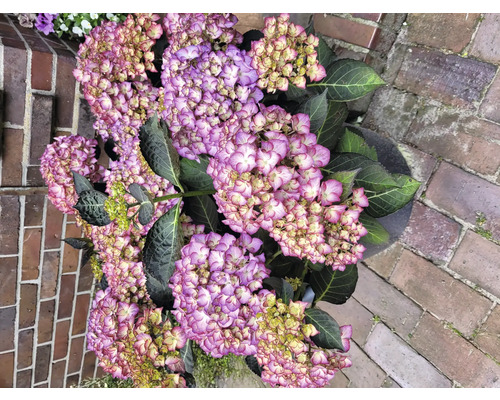 Nahaufnahme einer Hortensie im Topf mit lila Blüten