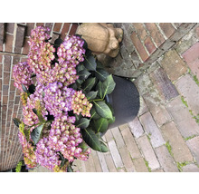 Hortensie im Topf neben einer Steinfigur und Backsteinen