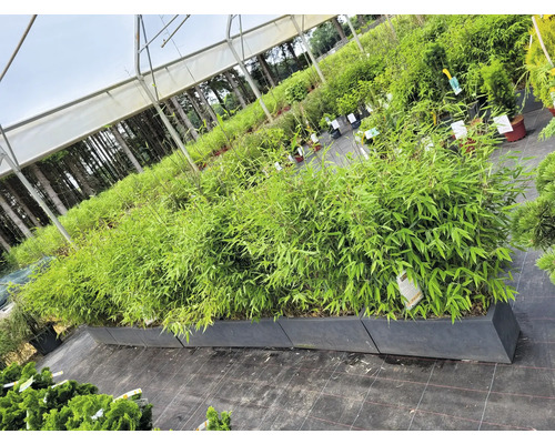 Bambus in Pflanzgefäßen in einer Gärtnerei.