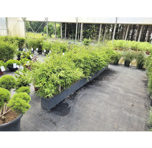 Bambuspflanzen in Pflanzgefäßen im Gartencenter