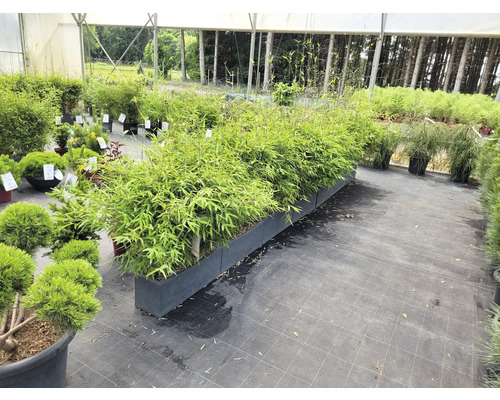 Bambuspflanzen in Pflanzgefäßen im Gartencenter
